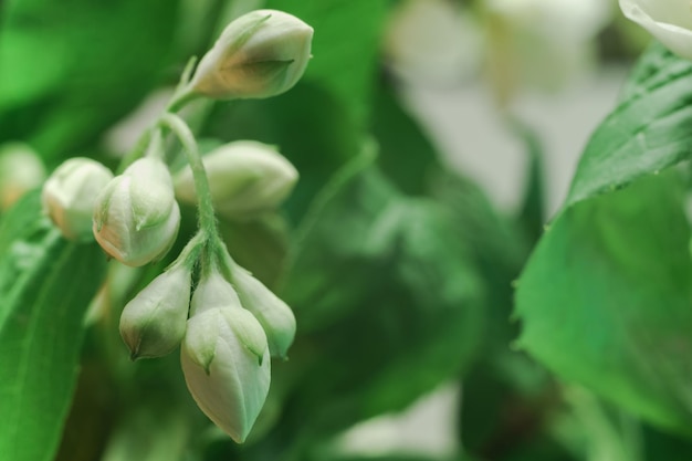 Piękne białe kwiaty i zielone liście Wzorzec tła do projektowania Widok fotografii makro