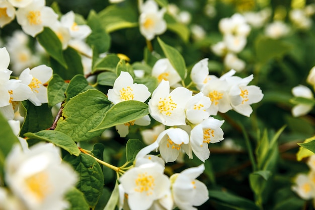 Piękne białe kwiaty jaśminu w okresie wiosennym. stół z kwitnącym krzewem jaśminu. Inspirujący naturalny kwiatowy kwitnący wiosną ogród lub park. Projekt sztuki kwiatowej. Koncepcja aromaterapii.