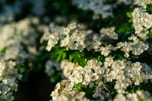 Piękne białe kwiaty na tle zielonych liści czas letni