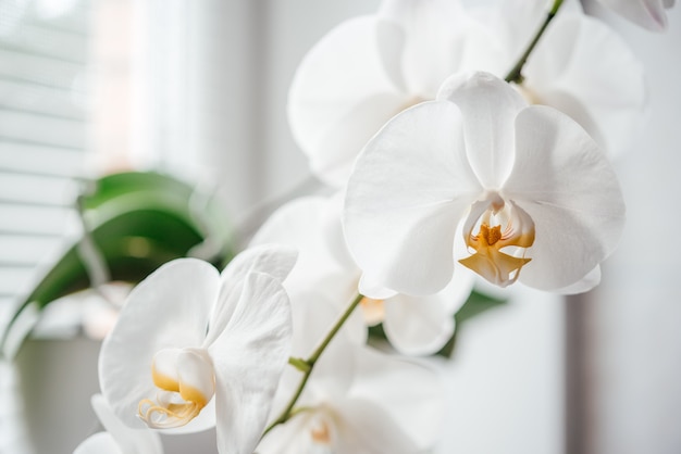 Piękne białe kwiaty orchidei, jak uprawiać i pielęgnować storczyki Phalaenopsis, popularne rośliny domowe
