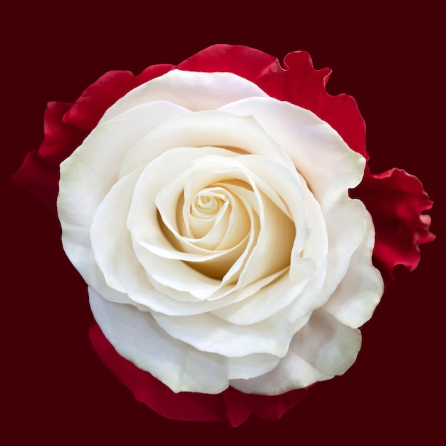 Piękne białe kwiaty róży. Kwitnące róże wzór. Kwiatowe tło naturalne.