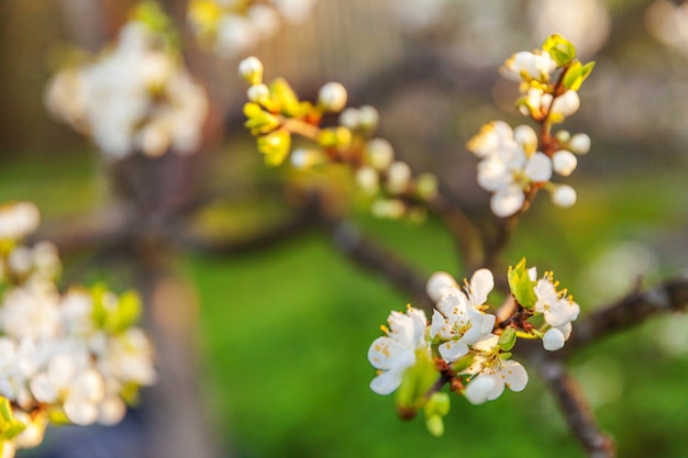 Piękne białe kwiaty wiśni sakura