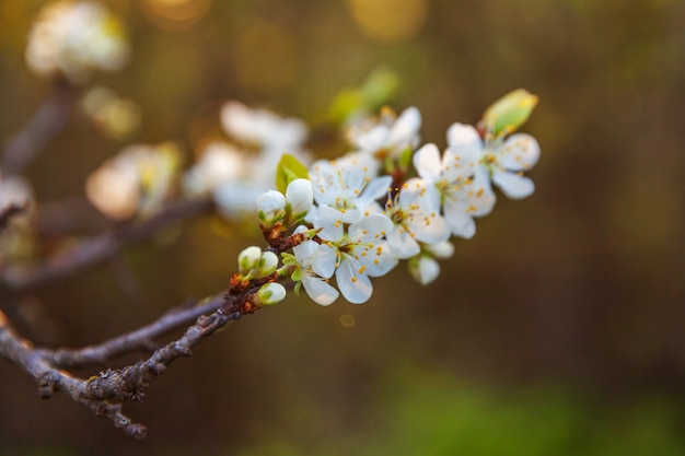 Piękne białe kwiaty wiśni sakura