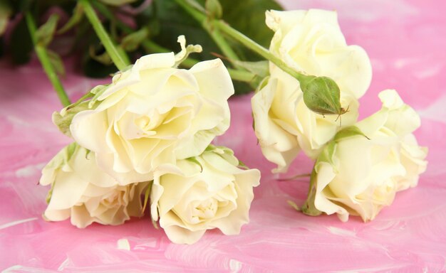 Piękne białe róże z bliska, na kolorowym tle