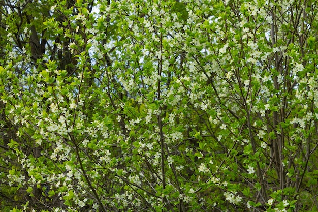 Piękne Białe śliwkowe Kwiaty Na Drzewie Pod Błękitnym Niebem Wiosna Sezon Pięknych Kwiatów W Parku Kwiatowy Wzór Tekstury Natura Tło