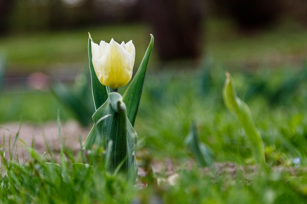 Piękne białe tulipany na tle zielonej trawy