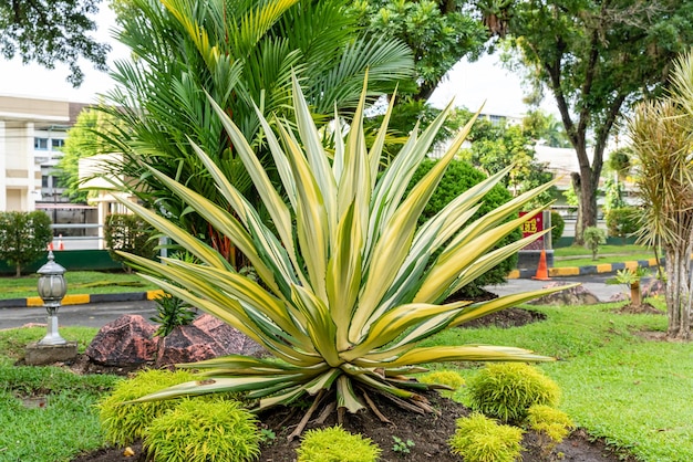 Piękne biało-zielone liście konopi Mauritius lub Furcraea foetida Green aloe plant