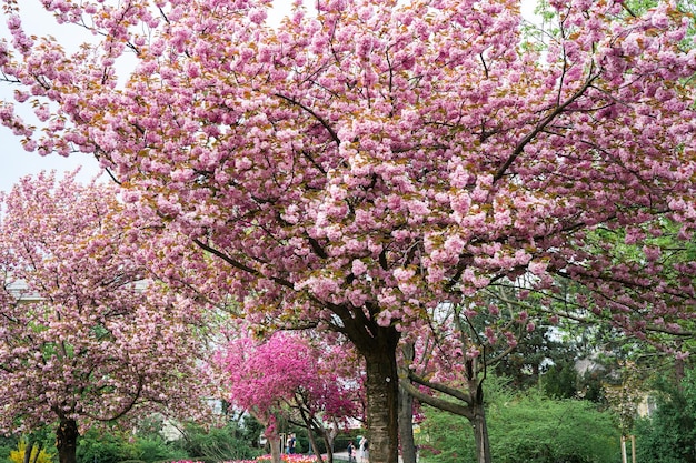 Piękne bink sakura drzewo w kwiat podczas wiosny w parku naturalne tło