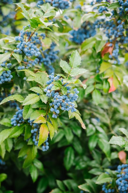 Piękne borówki na krzakach na zewnątrz w przyrodzie Flora wiejskiego ogrodu Krzewy ozdobne w parku Krzew magonia