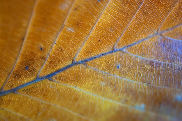 piękne brązowe drzewo pozostawia w naturze