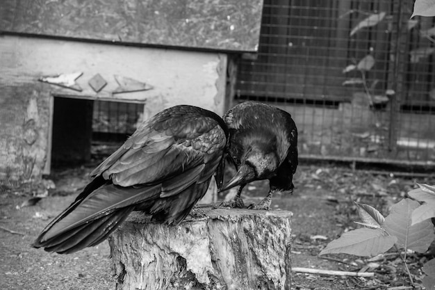 Piękne czarne wrony siedzą na pniu