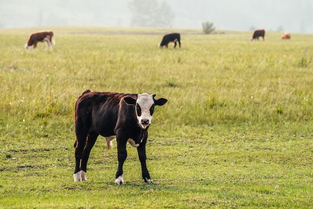 Piękne czarno białe młode cielę pasące się na łące w górskiej okolicy wśród krów. Malowniczy krajobraz ze zwierzętami gospodarskimi w zielonym polu. Halne pastwisko z młodymi łydkami i krowami w zielonej trawie.