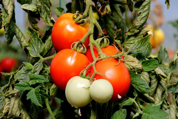 Piękne czerwone dojrzałe pomidory uprawiane w szklarni. Piękne tło