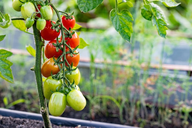 Zdjęcie piękne czerwone dojrzałe pomidory wiśniowe uprawiane w szklarni closeup gałęzi z pomidorami