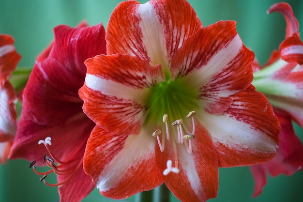 Piękne czerwone i białe kwiaty Amaryllis