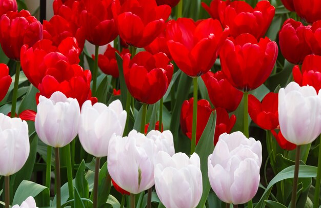 Piękne czerwone i białe tulipany w okresie wiosennym