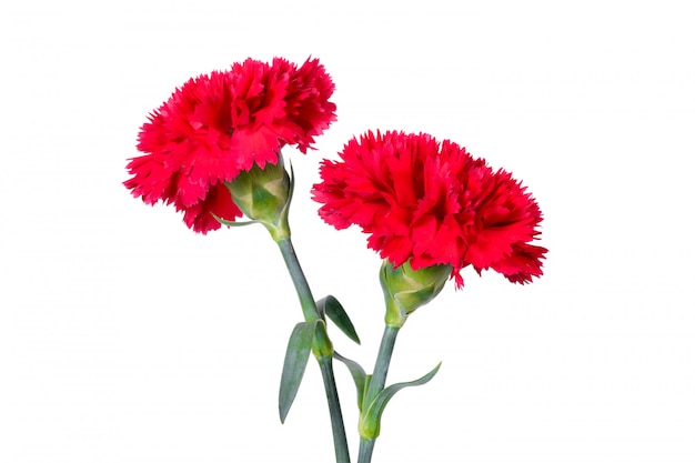 Zdjęcie piękne czerwone kwiaty goździka