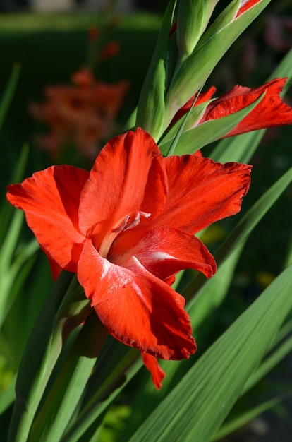 Piękne czerwone kwiaty jasne gladiusy z bliska