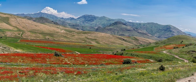 Piękne czerwone maki kwitnące w polu przyrody w Armenii