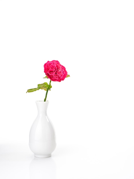 Piękne czerwone róże w białej wazie na biel