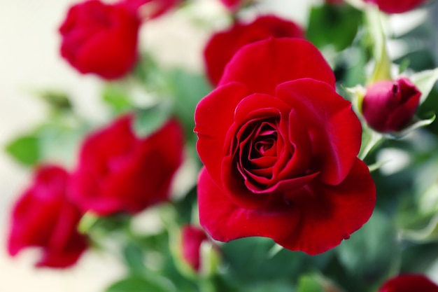 Zdjęcie piękne czerwone róże z bliska