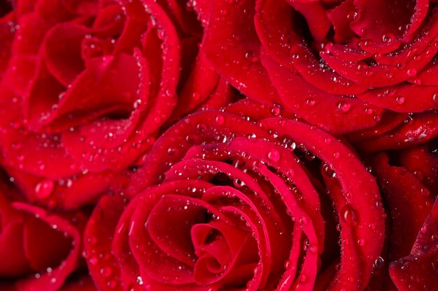 Piękne czerwone róże zbliżenie
