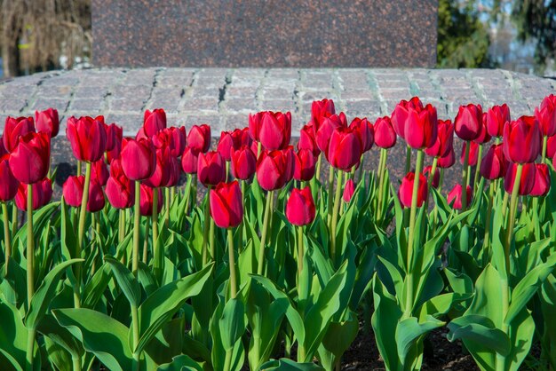 Piękne Czerwone Różowe Białe Tulipany W Ogrodzie