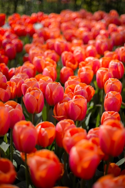 Piękne czerwone tulipany hybrydowe Darwin na kwietniku jasne kwiaty wiosenne pole Ogrodnictwo i florystyka Selektywna ostrość