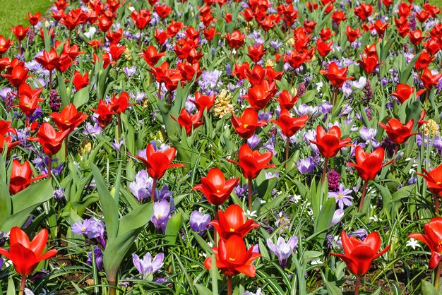 Piękne Czerwone Tulipany I Fioletowe Krokusy (zbliżenie) W Okresie Wiosennym