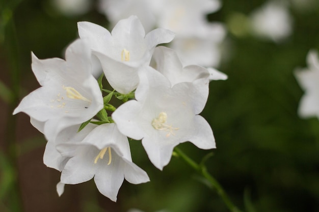 Piękne delikatne białe kwiaty dzwonkowe