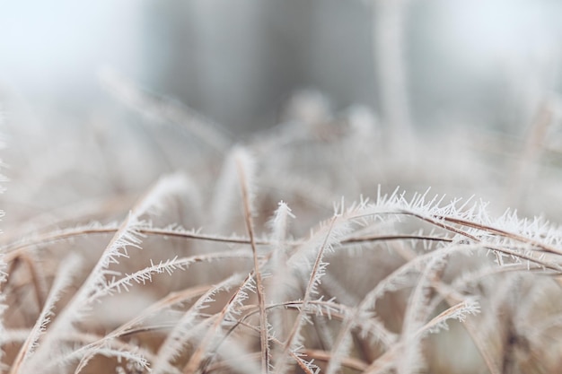 Piękne delikatne zimowe zbliżenie Zamarznięta roślina na naturalnym śnieżnym tle sezon zimowy zimny mróz