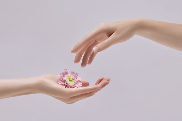 Piękne dłonie z różowe kwiaty na białym tle