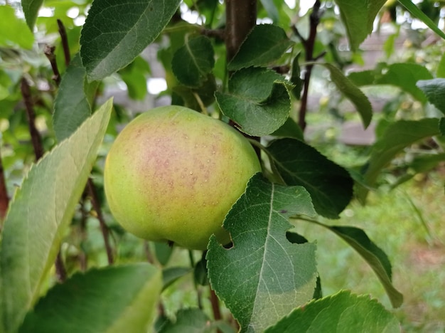 piękne, dojrzałe, soczyste, owoce, jabłka, w ogrodzie, ogrodnictwo, żniwa, zieleń, liście, natura