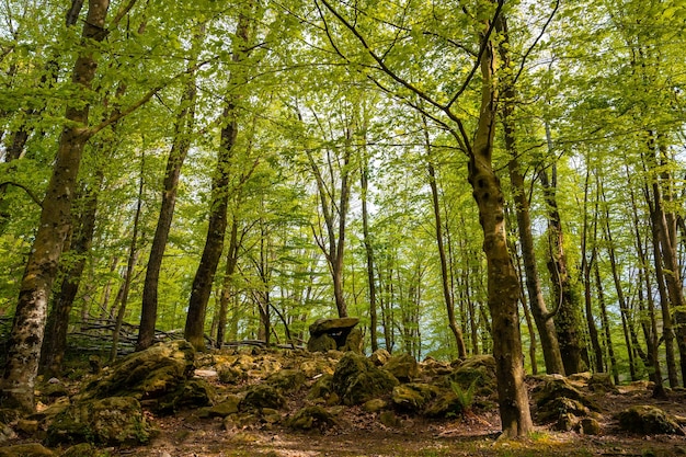 Piękne dolmeny pod jednym z drzew w Kraju Basków Errenteria Gipuzkoa