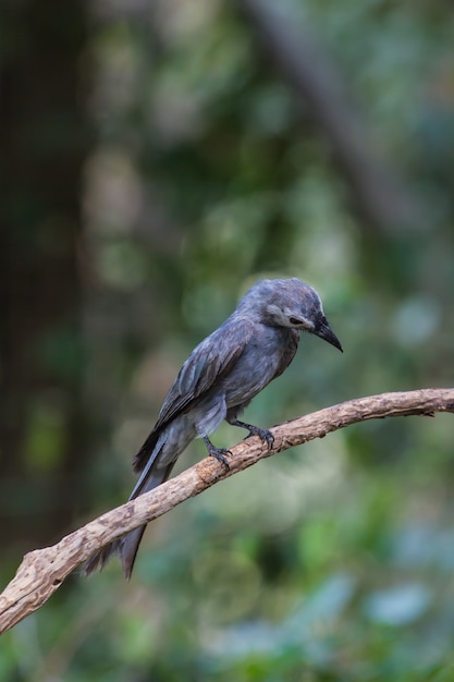 Piękne Drozdy Asy (dicrurus Leucophaeus)