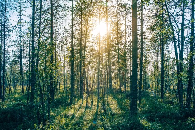 Piękne drzewa iglaste drzewa natury drewna tła