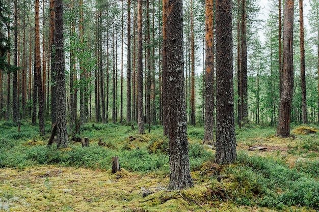 Piękne drzewa iglaste. Natura zielone tło drewna