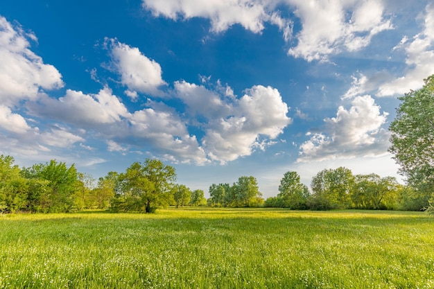 Piękne drzewa na zielonej łące panoramiczny wiejski krajobraz z idyllicznym pochmurnym niebieskim niebem Wiejskie lato