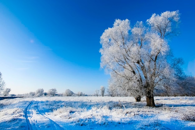 Piękne drzewa w białym szronie na tle błękitnego nieba