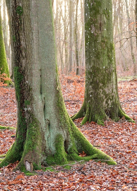 Piękne drzewa w lesie z martwymi brązowymi liśćmi na ziemi w lesie w zimny dzień późną zimą Krajobraz mistycznego lasu w ciągu dnia wypełniony tajemnicą naturalną w Danii