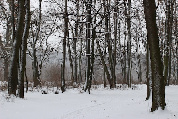 Piękne drzewa w winter park