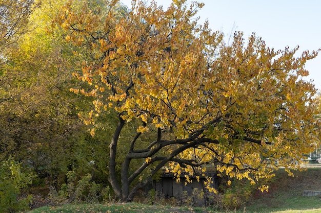 Piękne drzewko marynowate rośnie jesienią Gałęzie prunus armeniaca z żółtymi jasnymi liśćmi Błyszczące złoto