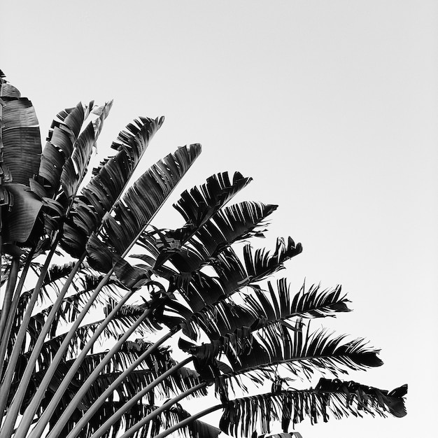 Piękne drzewo bananowe. Naturalny minimal w czarno-białej kolorystyce