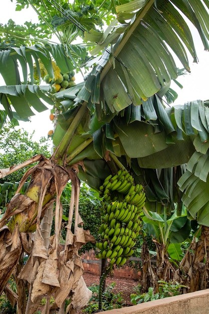 Piękne Drzewo Bananowe Z Ogromną Kiścią Zielonych Bananów.