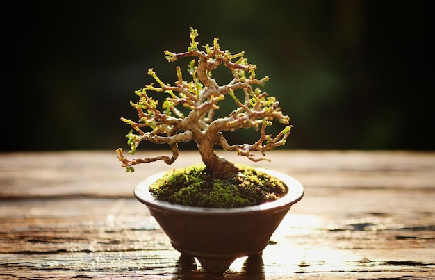 Piękne drzewo bonsai mała roślina bonsai rosnąca na zielono na brązowej doniczce nad wschodem słońca rano