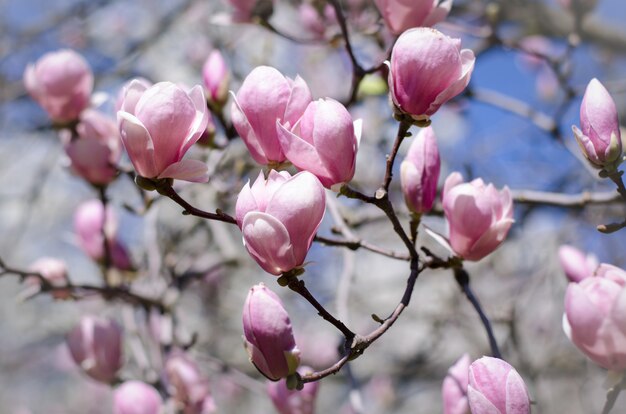 Piękne Drzewo Magnolii Kwitnie Na Wiosnę.