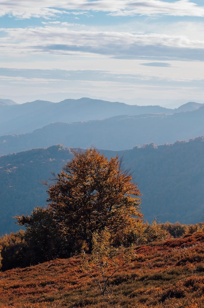 Zdjęcie piękne drzewo na górze karpaty rachów