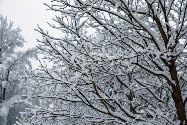 Piękne drzewo pokryte śniegiem w zimowy dzień