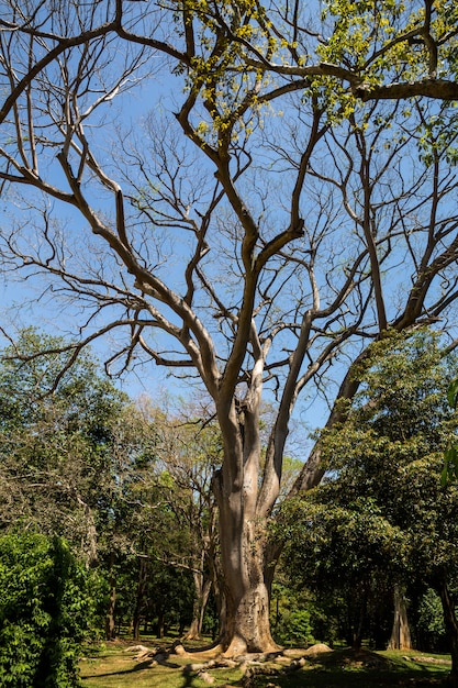 Piękne Drzewo W Tropikalnym Lesie Na Sri Lance