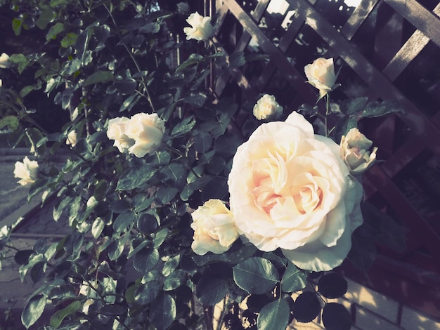 Piękne duże podwójne róże w ogrodzie na tle zielonych liści i drewnianej kraty Dekoracja ogrodu ogrodowego i trawnika Kwiaciarstwo ogrodnictwo botanika i rolnictwo